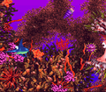 Thumbnail for version as of 17:00, May 16, 2013