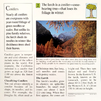 Larch quiz card back.png