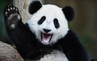 HappyPanda.jpg