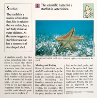 Starfish quiz card back.png