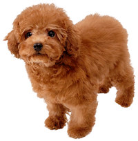 SSBU Toy Poodle Spirit.png