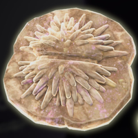 DKB Fossil Sea Urchin.png