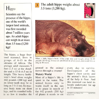 Adult hippo quiz card back.png
