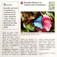 Order butterfly quiz card back.png