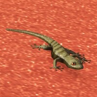 SMO lizard.jpg