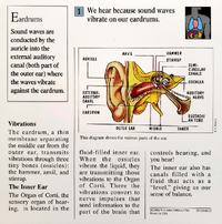 Hear quiz card back.png