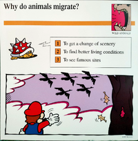Migrate quiz card.png