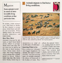 Migrate quiz card back.png