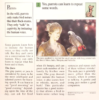 Parrots quiz card back.png