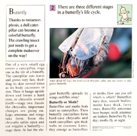 Butterfly quiz card back.png