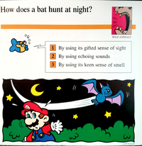 Bat quiz card.png